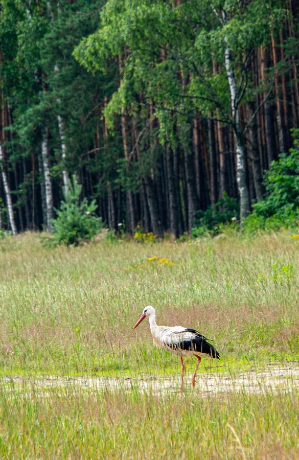 Siedlisko Pod Lasem Zwierzyniec ภายนอก รูปภาพ